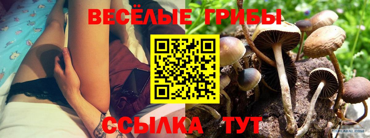 Псилоцибиновые грибы Cubensis  Вход с VPN  купить   Свободный 